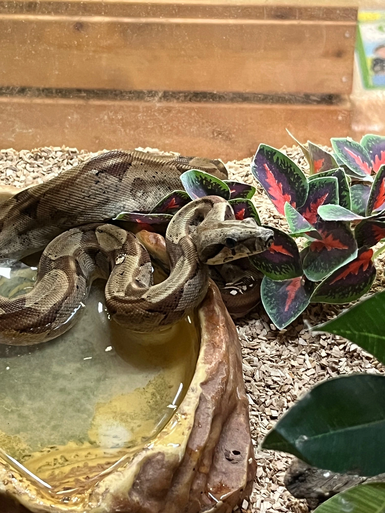 Kongeboa Hypo 100% Het Moonglow Kahl linie 0,1 - Boa Constrictor imperator